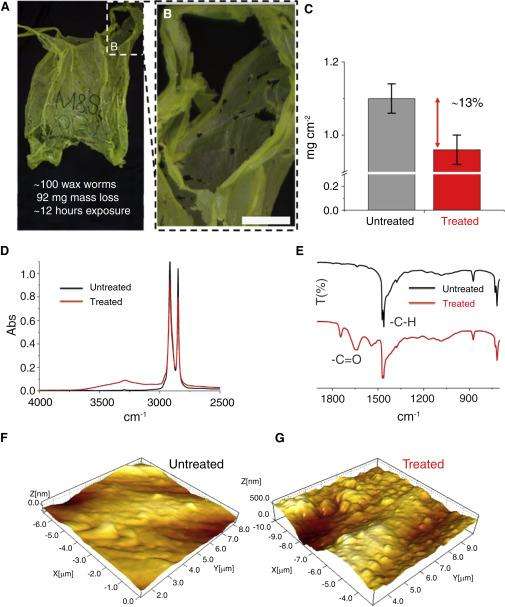 微小的蠕虫如何解决全球的塑料问题