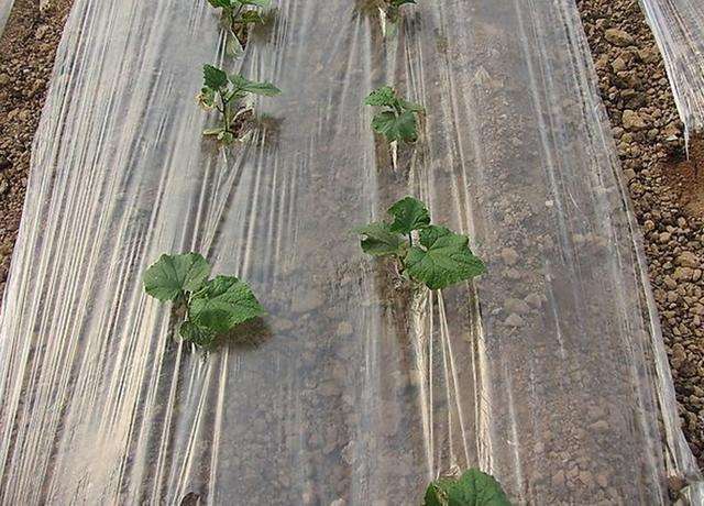 农膜颜色不同，用途有啥差别？春耕到来，种植蔬菜的菜农一定了解的知识！