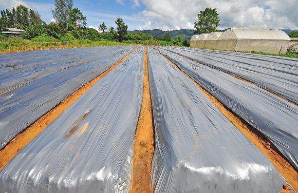 农膜颜色不同，用途有啥差别？春耕到来，种植蔬菜的菜农一定了解的知识！