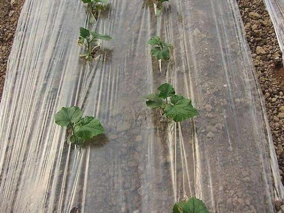 农膜颜色不同,用途有啥差别?春耕到来,种植蔬菜的菜农一定了解的知识!